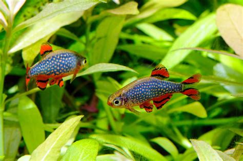 mini fish|Top 10 Stunning Nano Fish to Try in Your Next Small Aquarium.